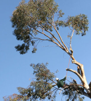 24 Hour Emergency Tree Removal and Cleanup