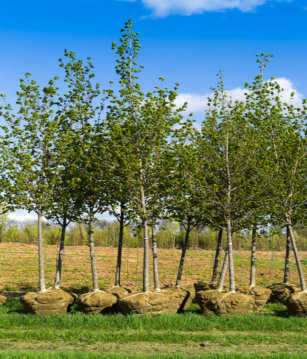 Planting, Wood Lot Improvement, Building Site Clearing