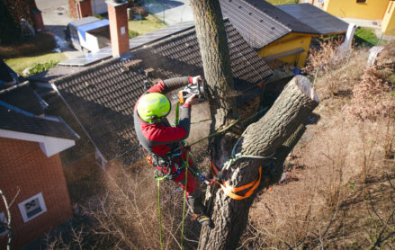 24 Hour Emergency Tree Services Dickinson County